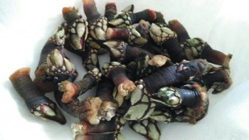 percebes galizia-aspassoperlaspagna