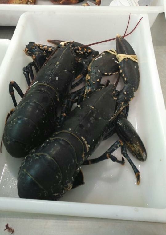 cosa mangiare in Galizia - bogavante - aspassoperlaspagna.it