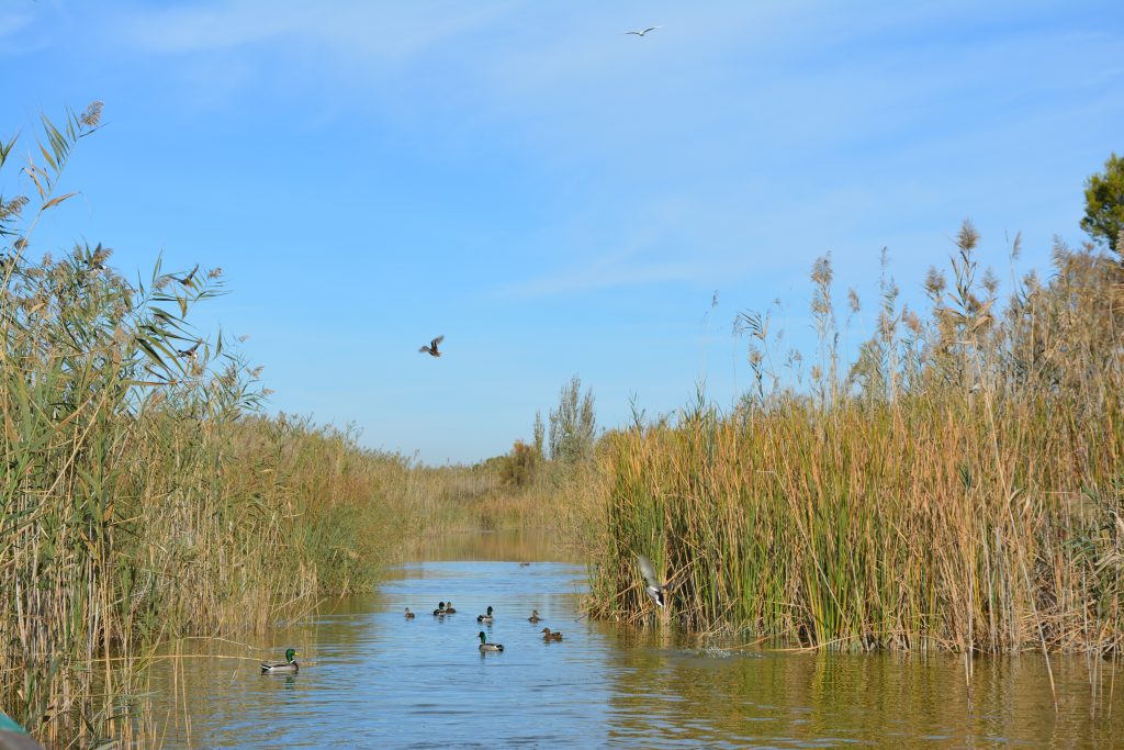 parco naturale albufera - aspassoperlaspagna.it
